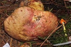Butyriboletus