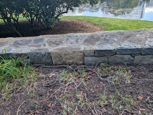 Northern Water Snake