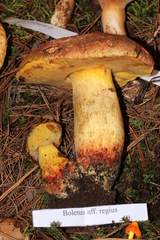 Butyriboletus