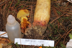 Butyriboletus