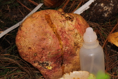 Butyriboletus