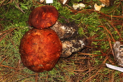 Leccinum monticola