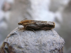Eucosma cana