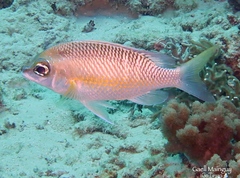 Scolopsis margaritifera