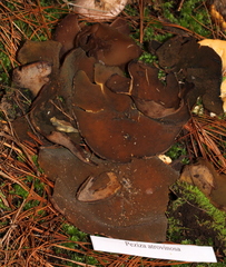 Peziza atrovinosa