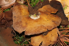 Peziza atrovinosa