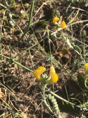 Adesmia incana