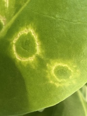 Cucumber mosaic virus