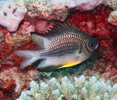 Amblyglyphidodon leucogaster