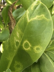 Cucumber mosaic virus