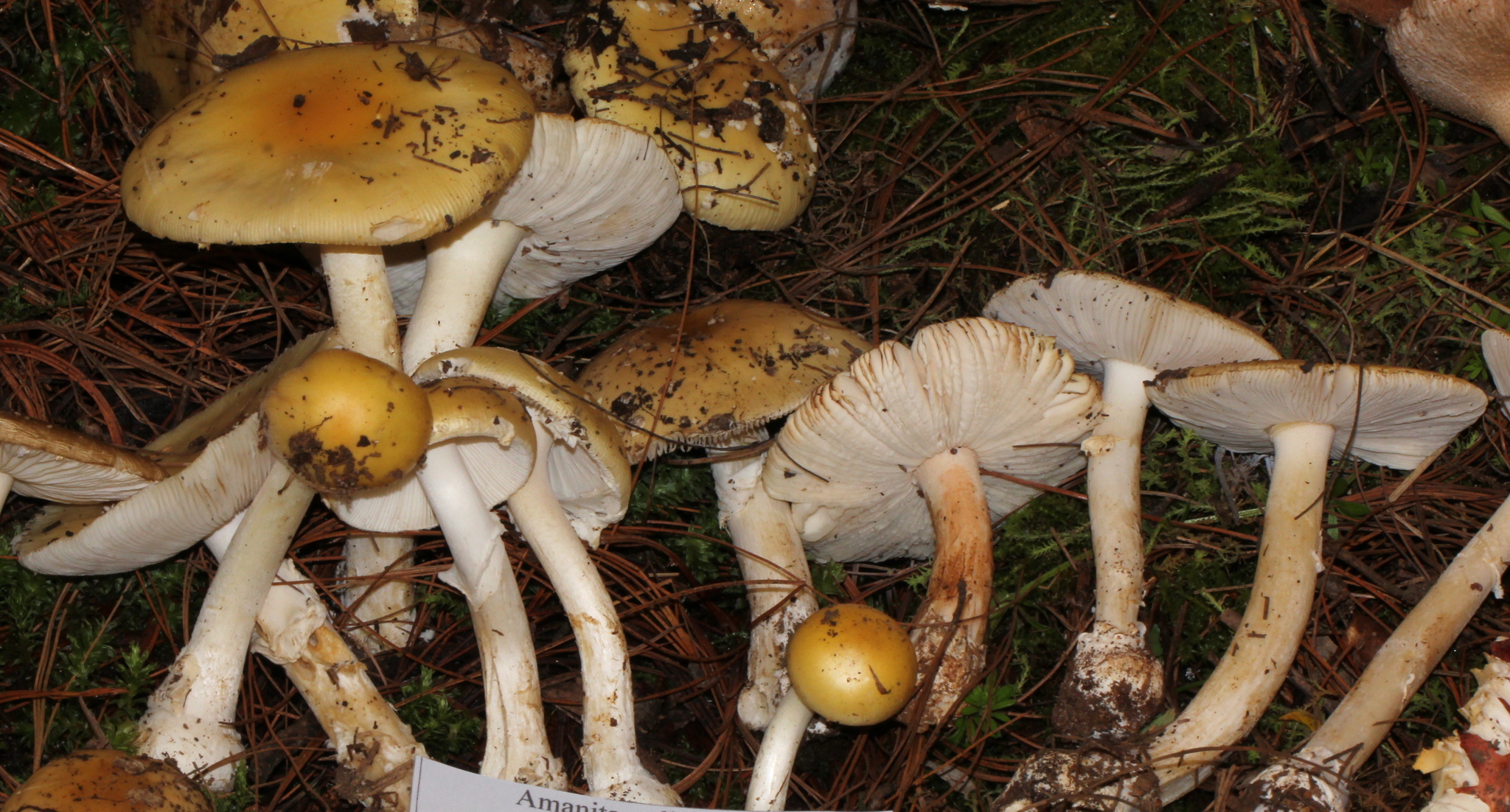 Amanita xylinivolva image