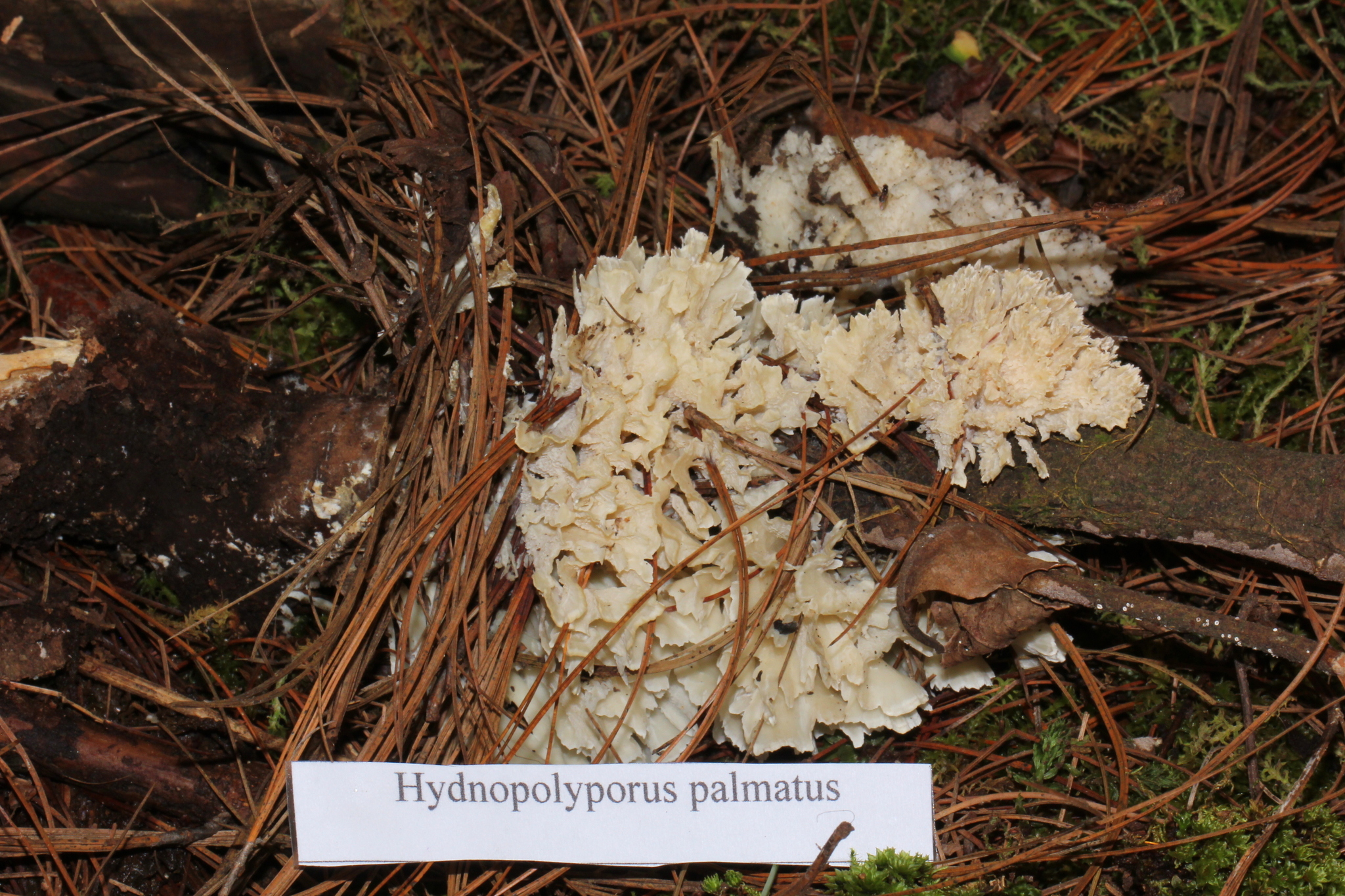 Hydnopolyporus palmatus image