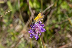 Thymelicus sylvestris