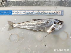 Cynodon gibbus