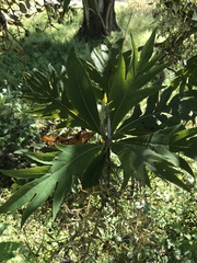 Bocconia arborea