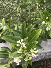 Cestrum diurnum