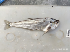 Cynodon gibbus