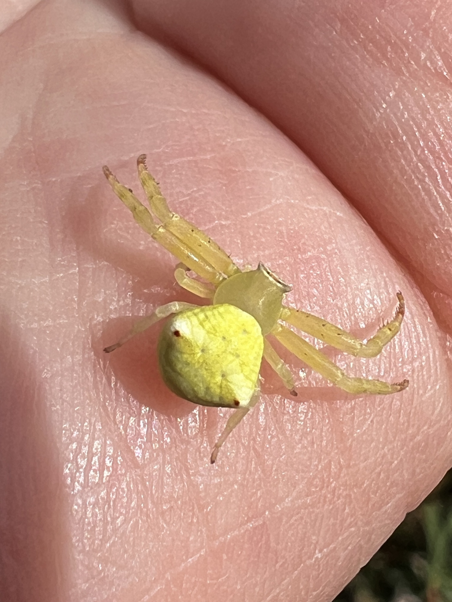 Thomisus citrinellus