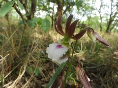 Eulophia guineensis image