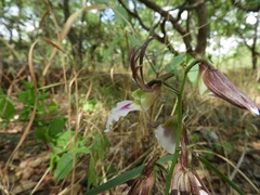 Eulophia guineensis image