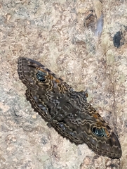 Speiredonia