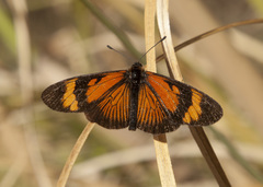 Actinote pellenea equatoria