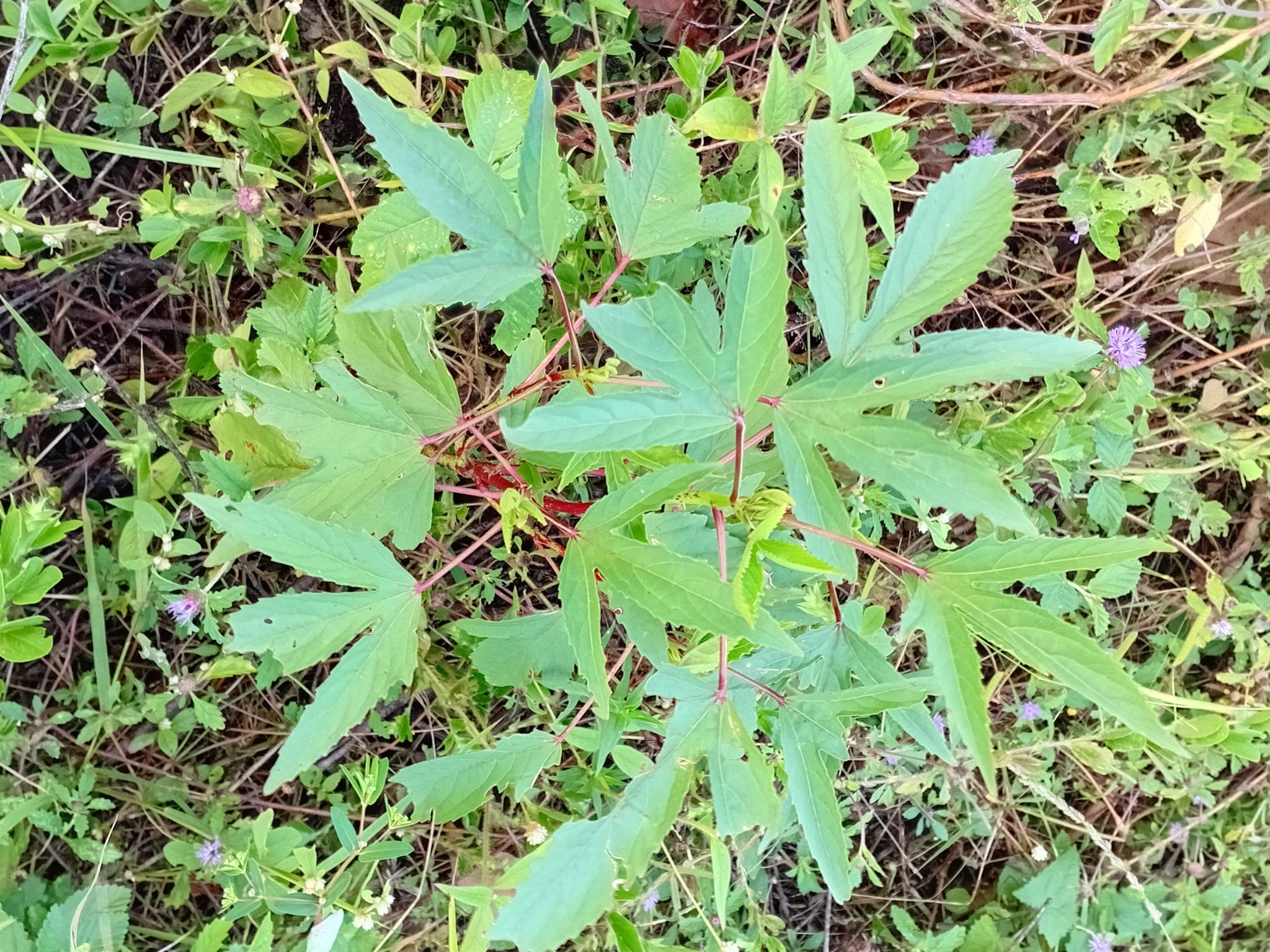 Hibiscus sabdariffa