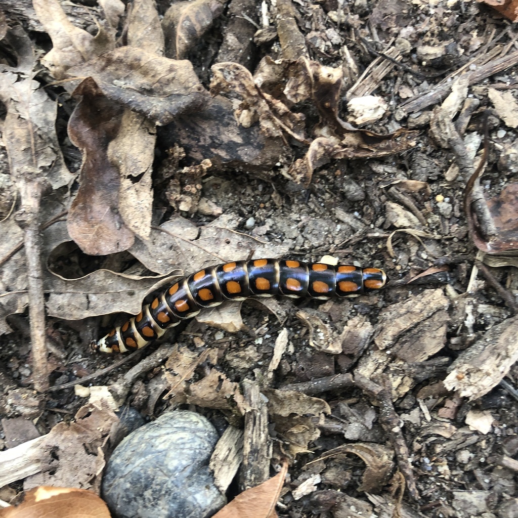 Phengodes laticollis