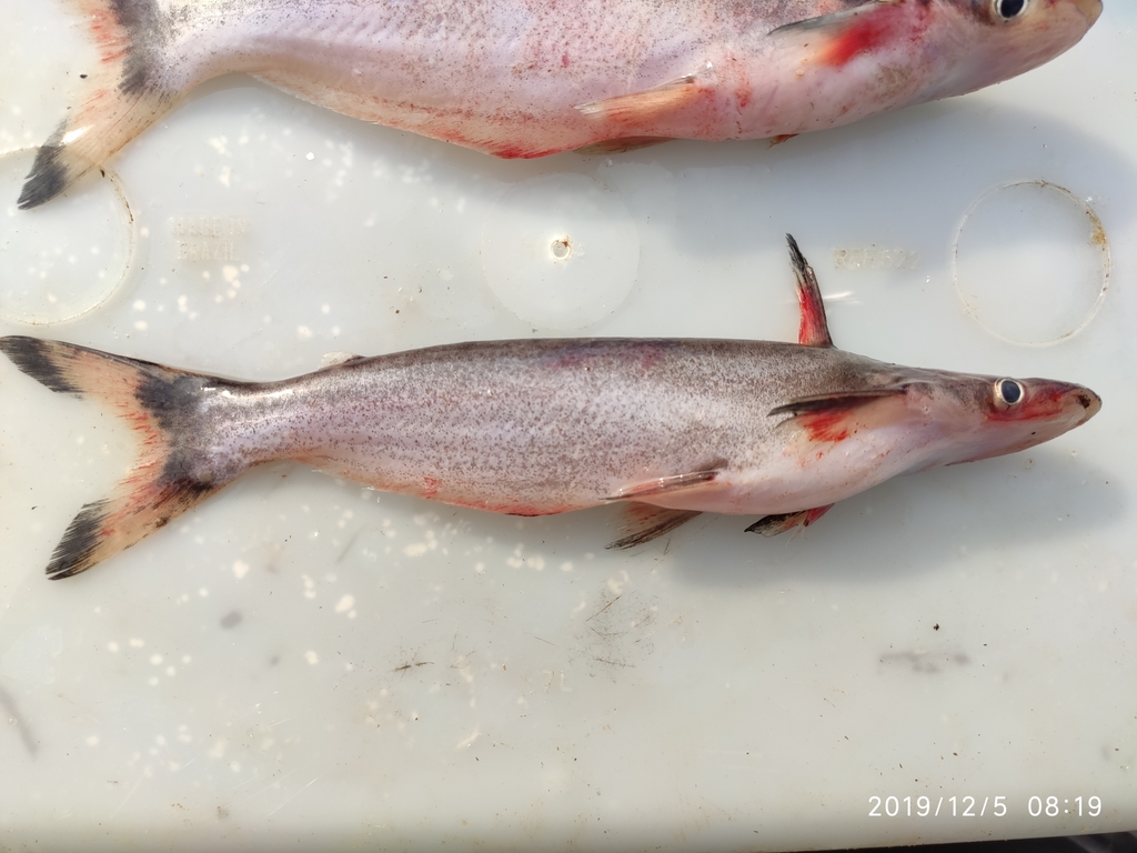 Manduba catfish (Ageneiosus ucayalensis) — Auchenipteridae