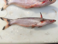 Duck Catfish photo 1