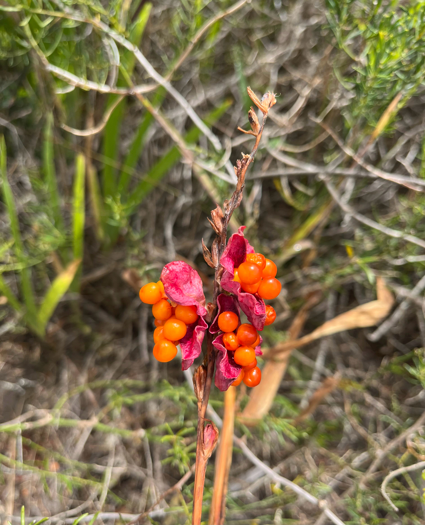 Chasmanthe aethiopica, Greater Hermanus, Western Cape, ZA, by trackmyfind