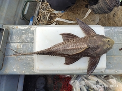 Pseudacanthicus major