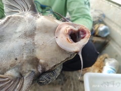 Pseudacanthicus major