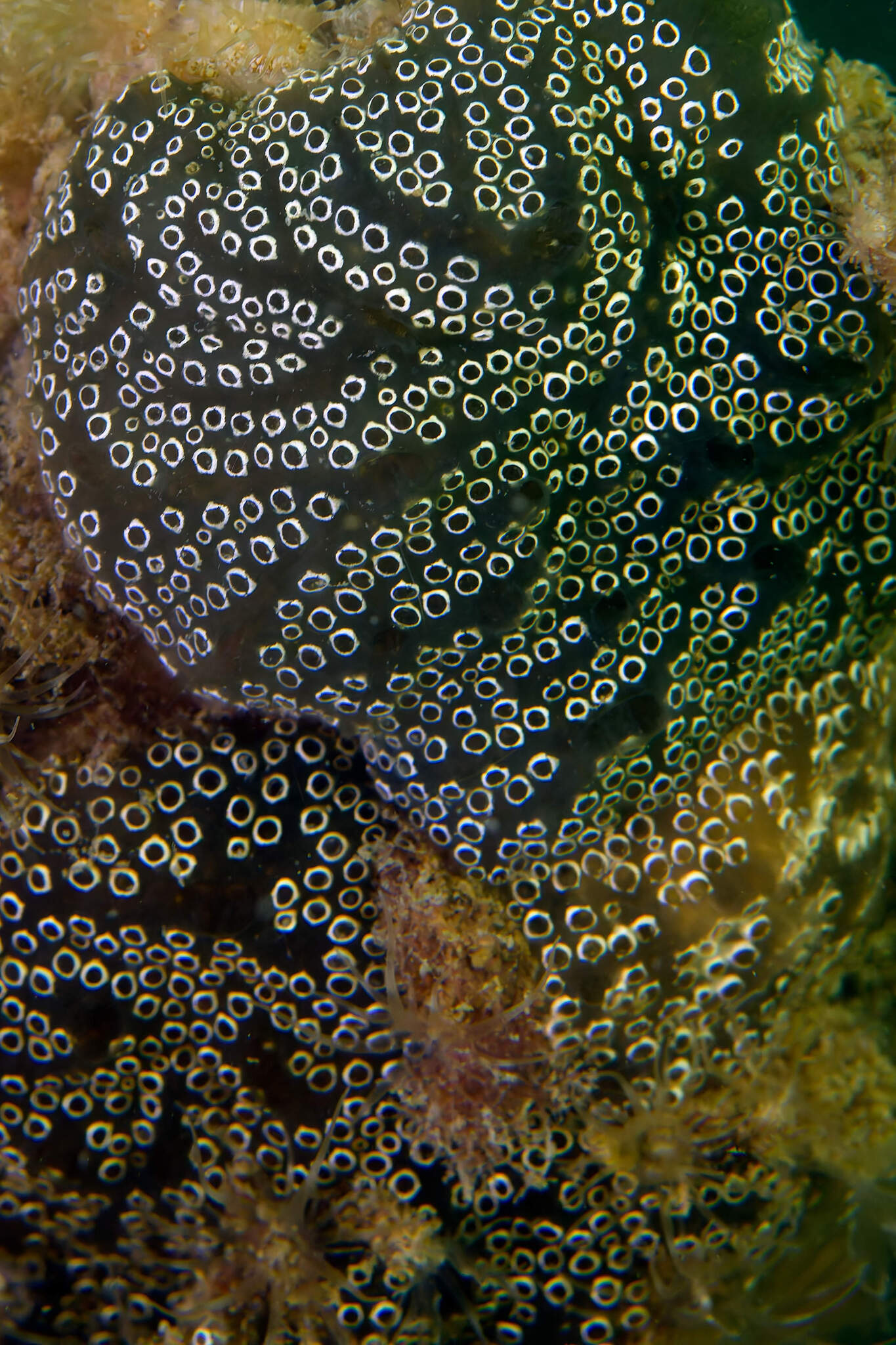 Distaplia bermudensis Van Name, 1902