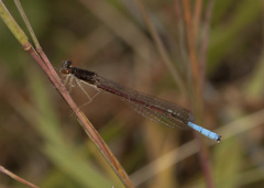 Oxyallagma dissidens