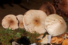 Chlorophyllum hortense