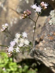 Fleischmannia sonorae