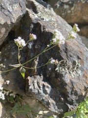 Fleischmannia sonorae