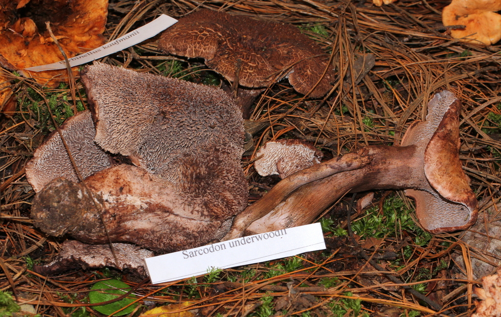 Hydnellum underwoodii