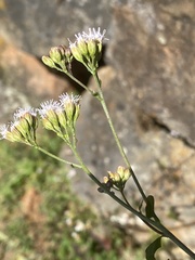 Fleischmannia sonorae