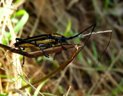 Sphaenothecus argenteus