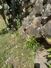 Fleischmannia sonorae