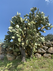 Opuntia atropes