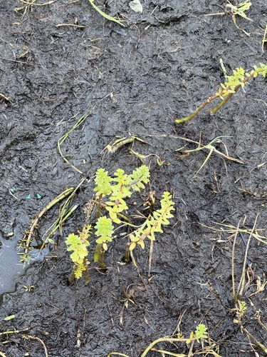 Fourleaf Mare's-tail
