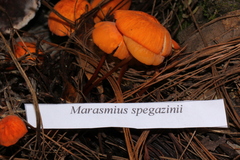Marasmius spegazzinii