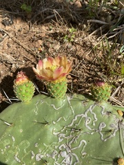 Opuntia atropes