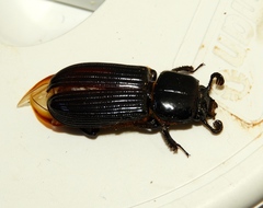 Passalus