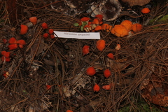 Marasmius spegazzinii