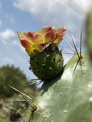 Opuntia atropes