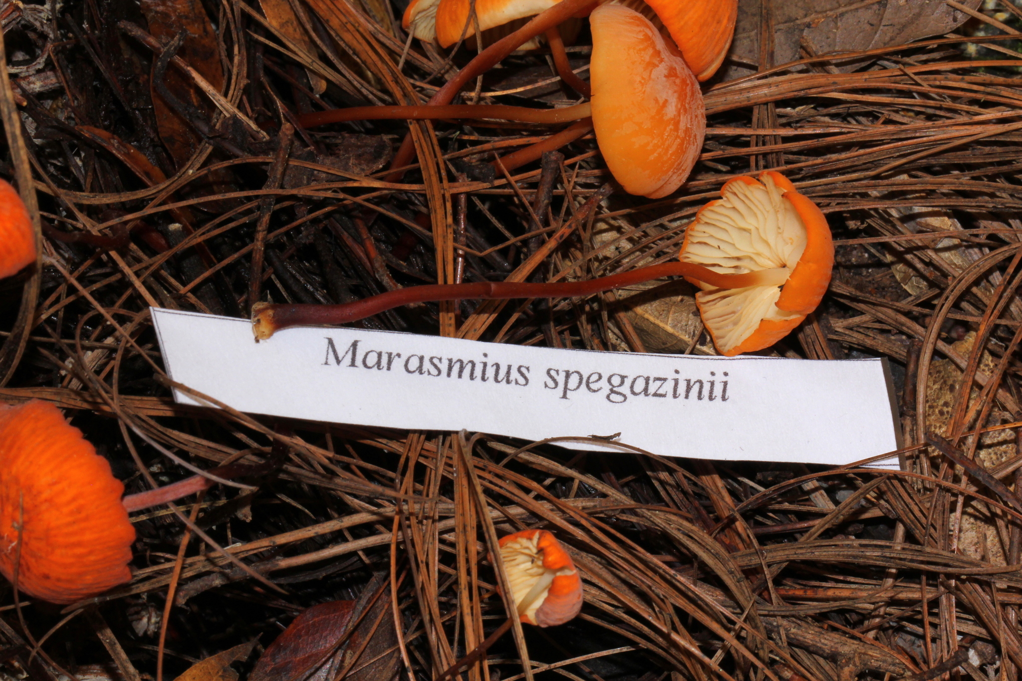 Marasmius spegazzinii image